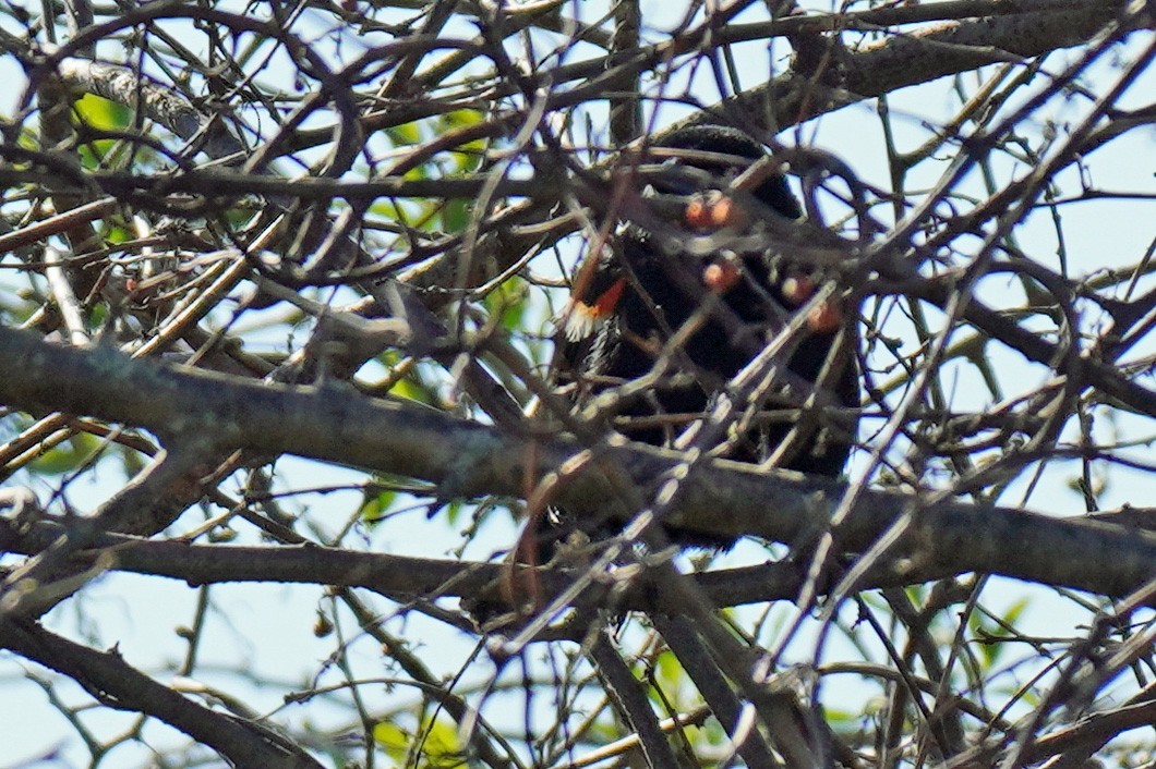 Red-winged Blackbird - ML442262611