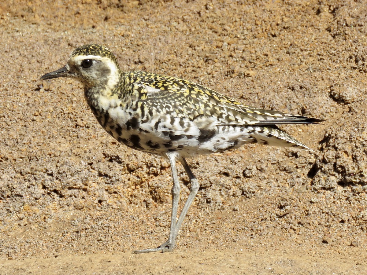 Pacific Golden-Plover - ML442262821