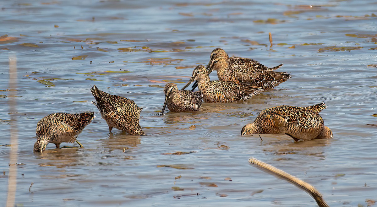 Long-billed Dowitcher - ML442262831