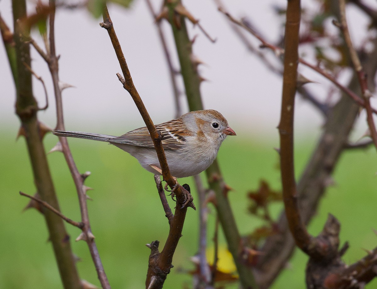 Field Sparrow - ML442263211