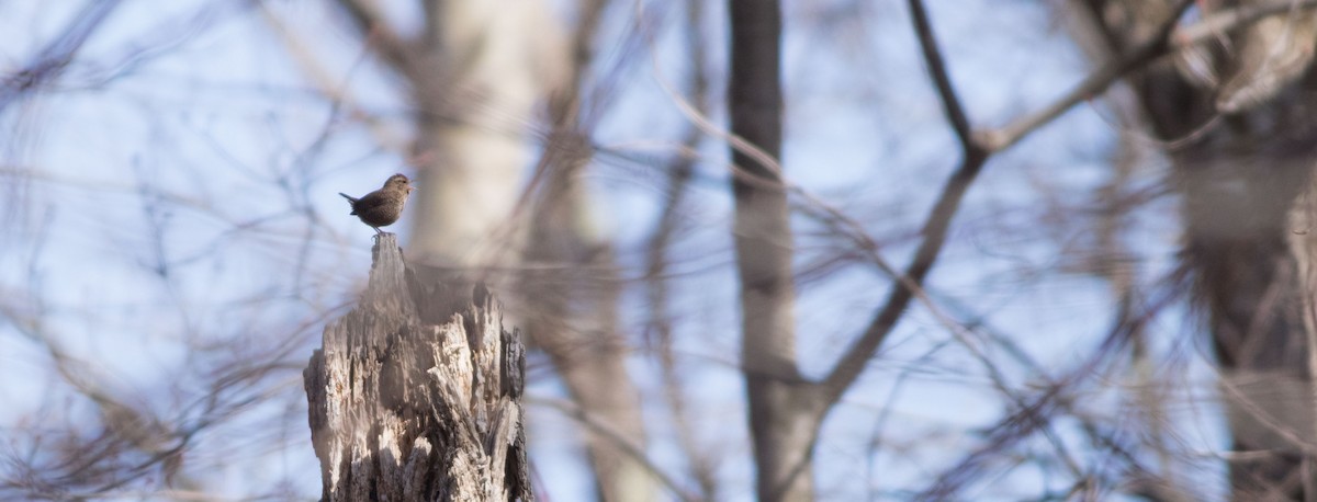 Winter Wren - ML442263901