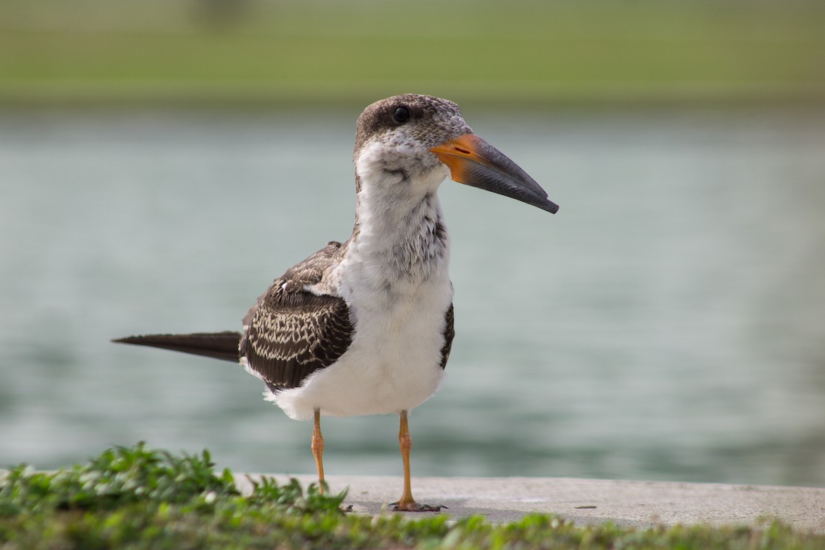 Black Skimmer - ML442264111