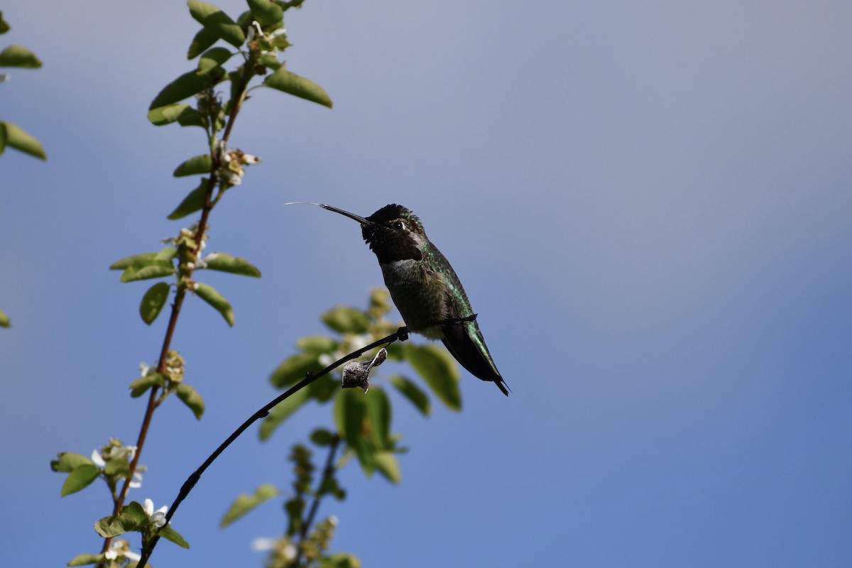 Anna's Hummingbird - Alex Moore