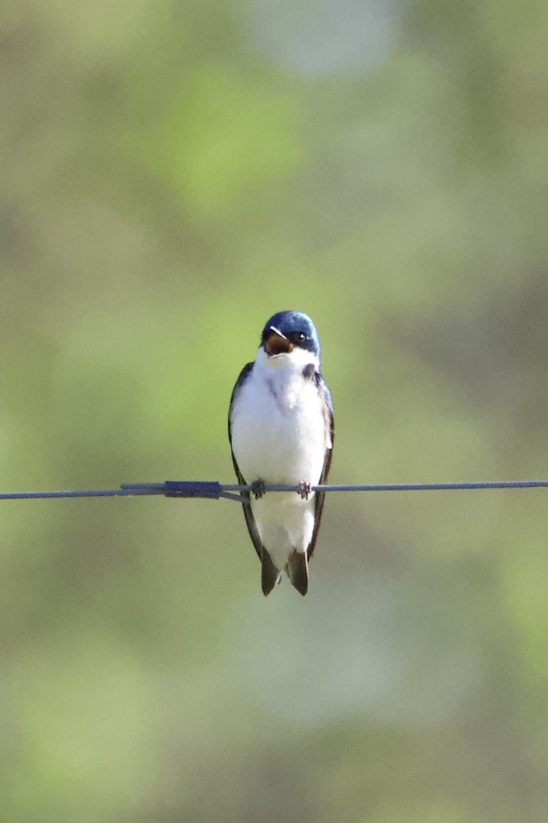 Tree Swallow - ML442264711