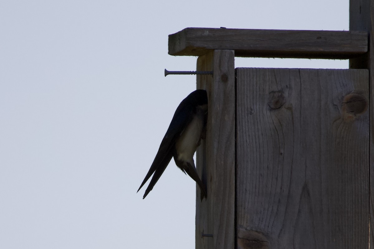 Tree Swallow - ML442264721