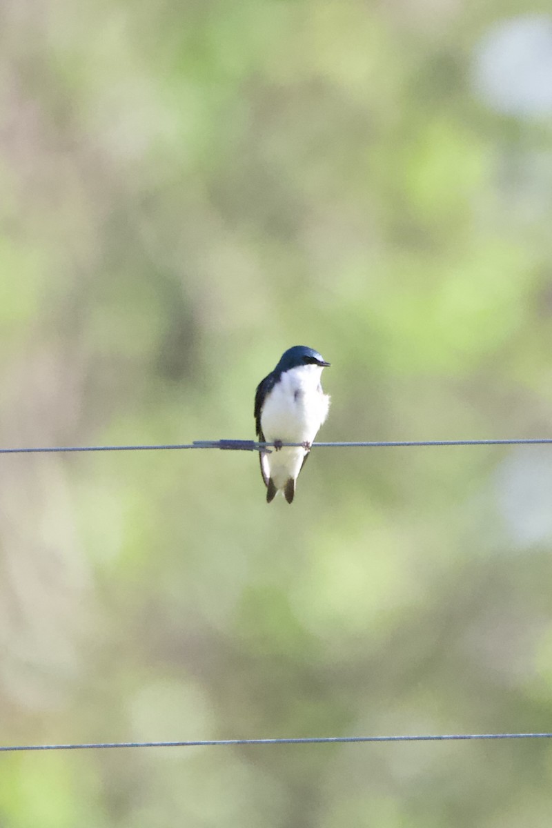 Tree Swallow - ML442264731