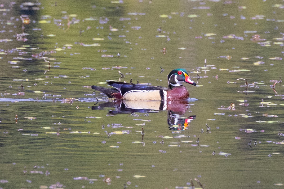 Wood Duck - ML442265011