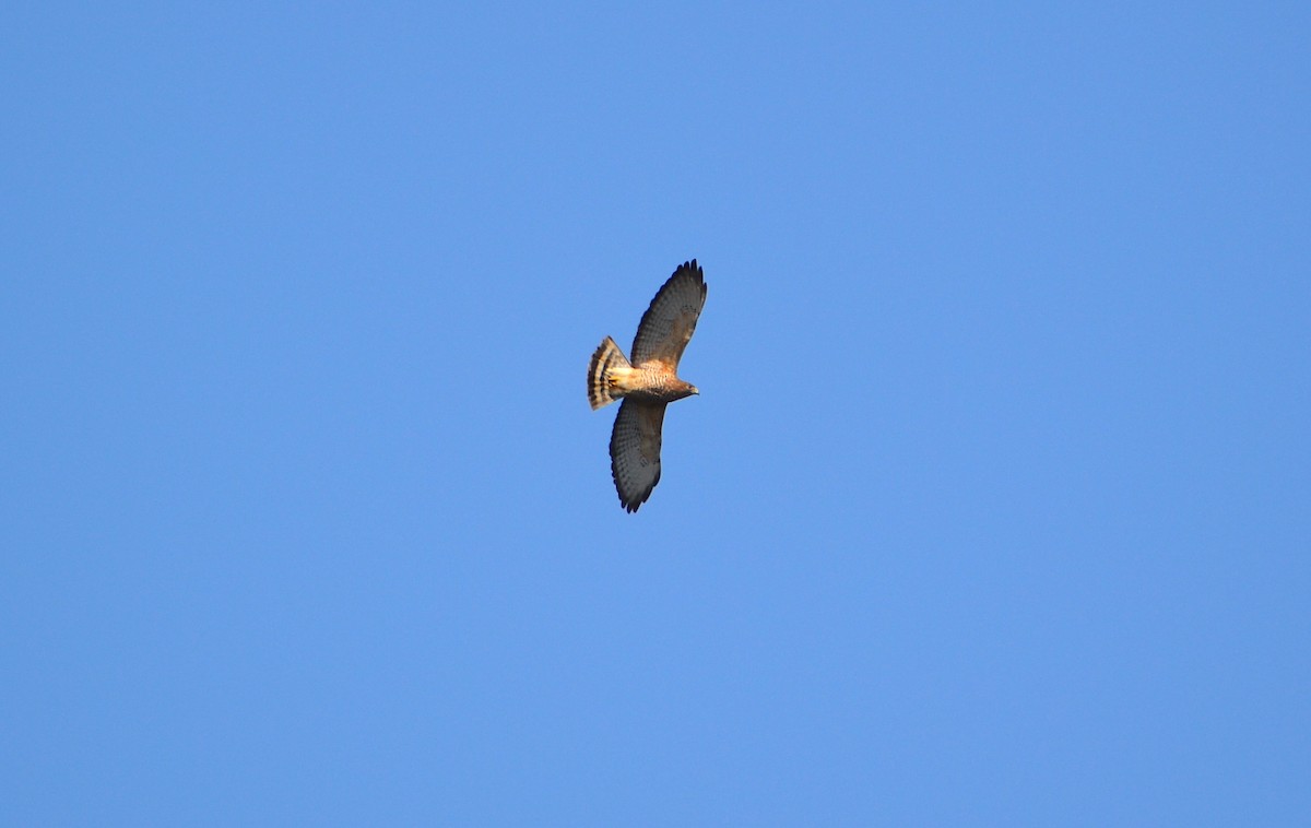 Broad-winged Hawk - ML442265071
