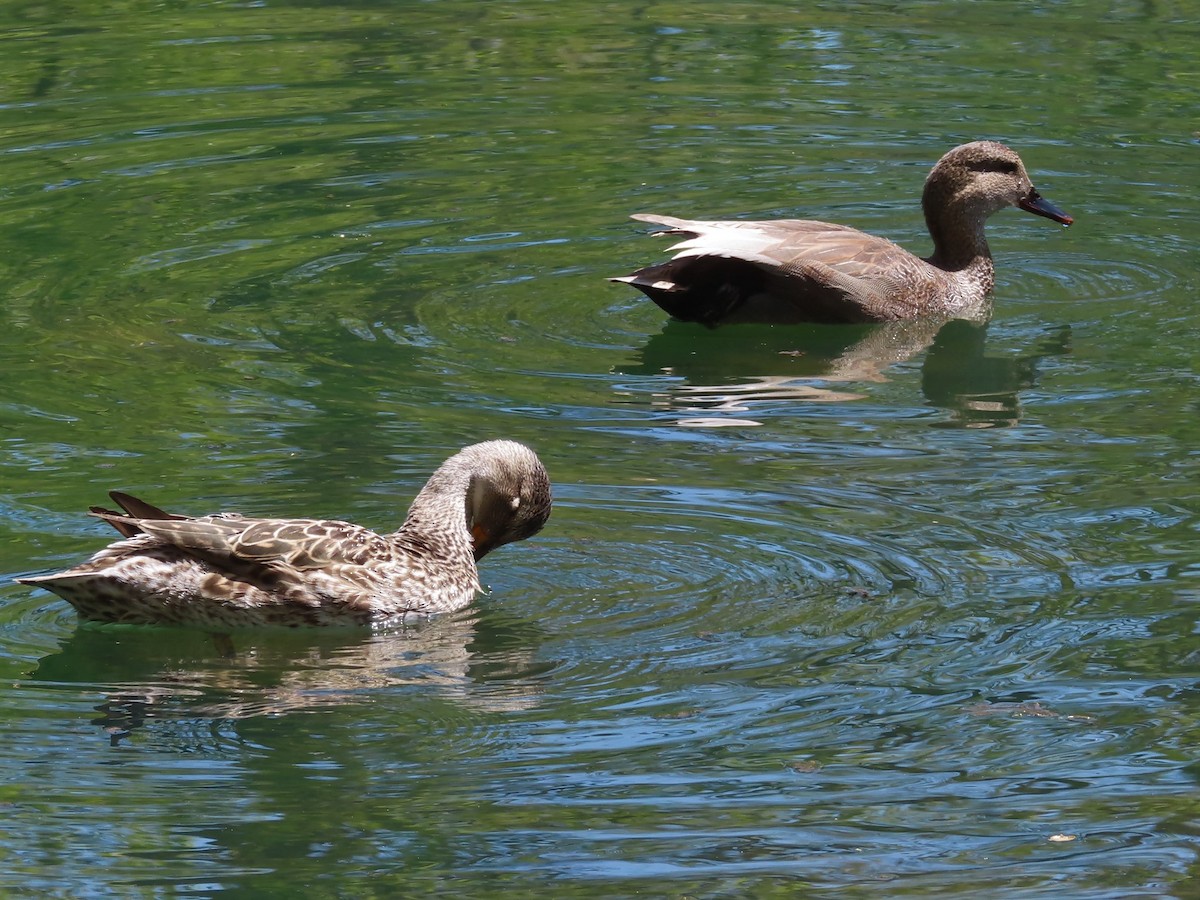 Бор нугас - ML442265501