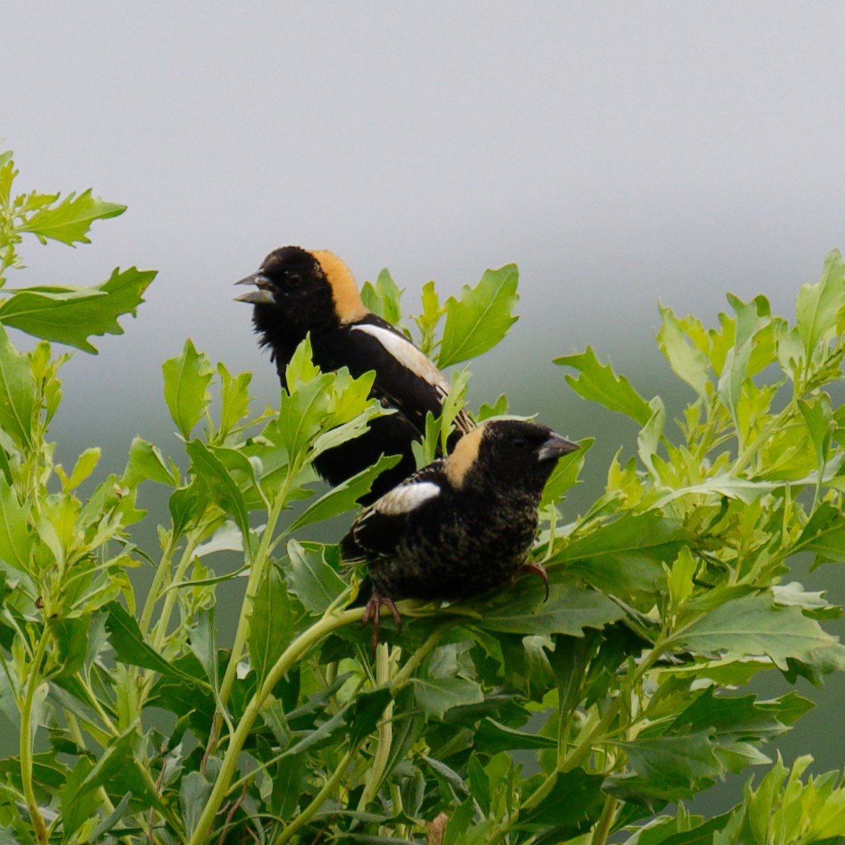 bobolink americký - ML442265531