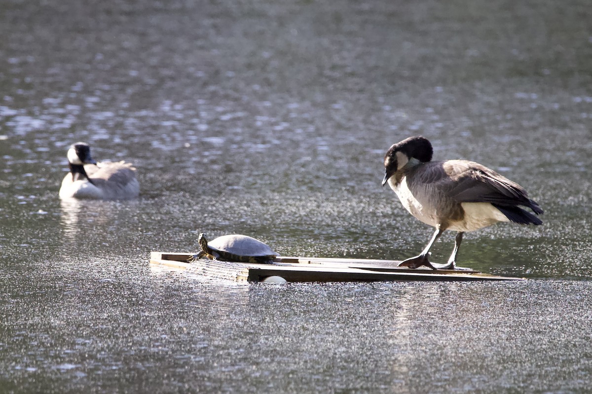 Canada Goose - ML442265771