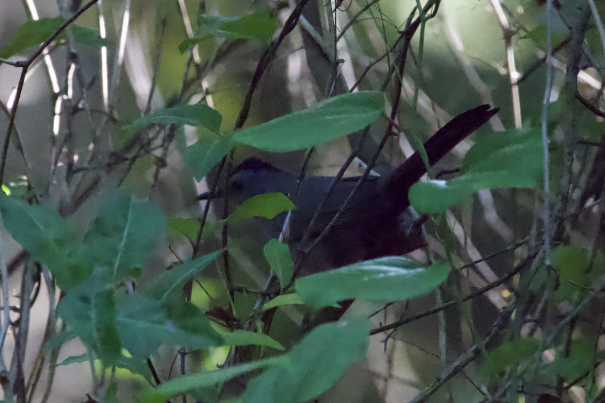 Gray Catbird - ML442265931