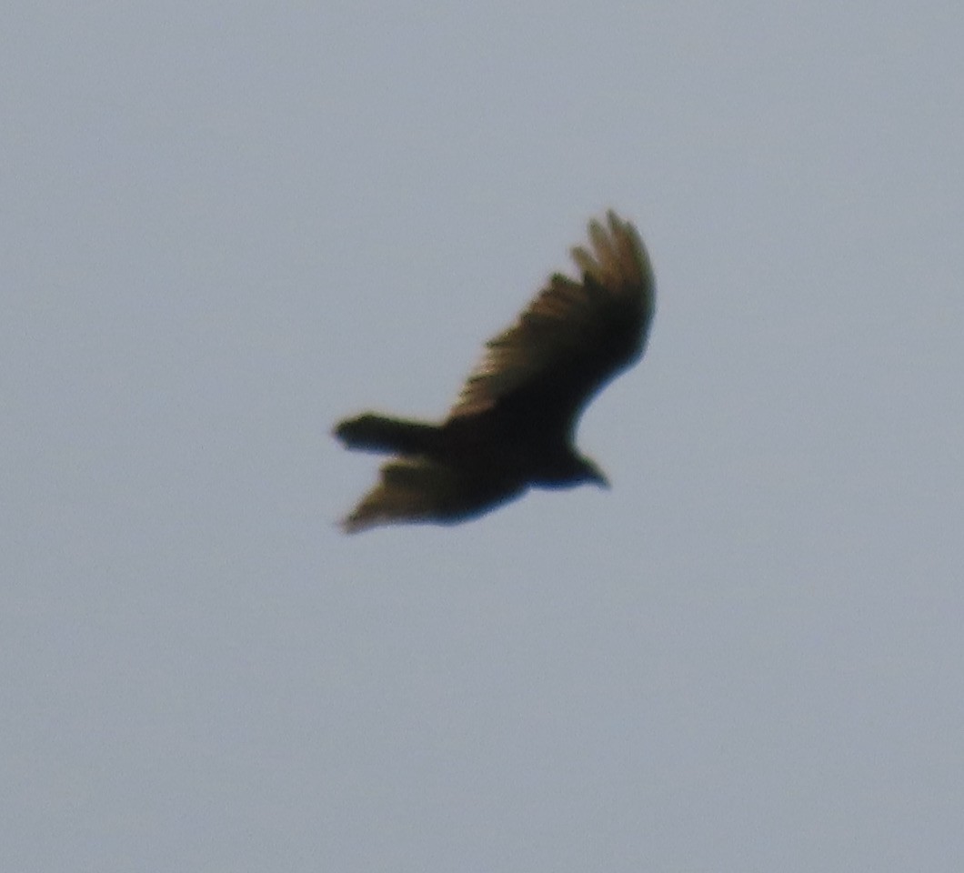 Turkey Vulture - ML442265981