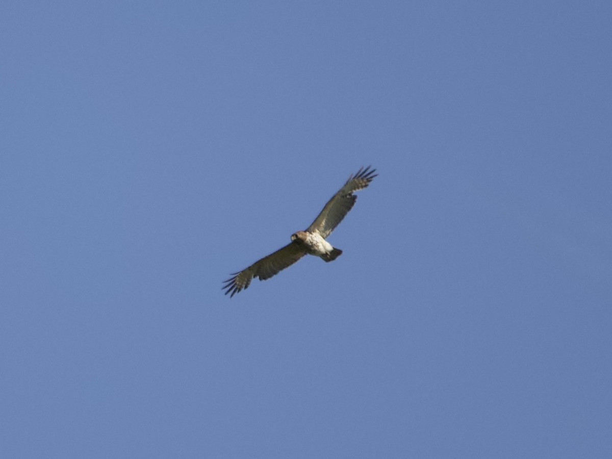 Red-tailed Hawk - ML442267081