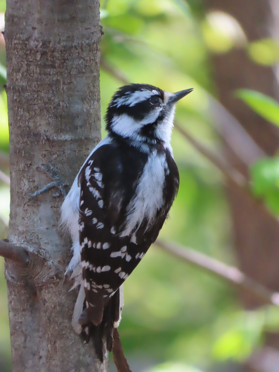 Downy Woodpecker - ML442267801