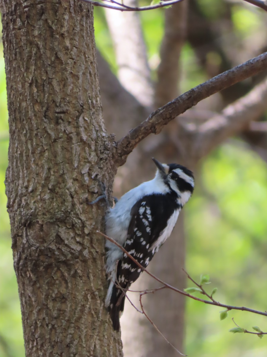 Downy Woodpecker - ML442267811