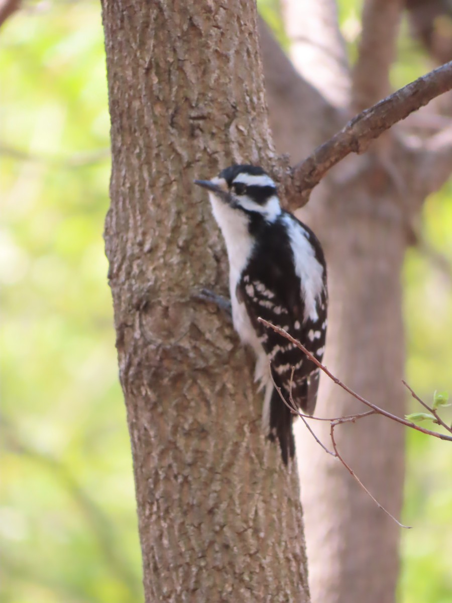 Downy Woodpecker - ML442267901