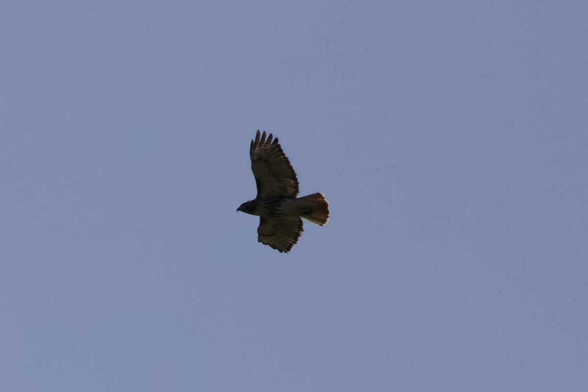 Red-tailed Hawk - ML442269871