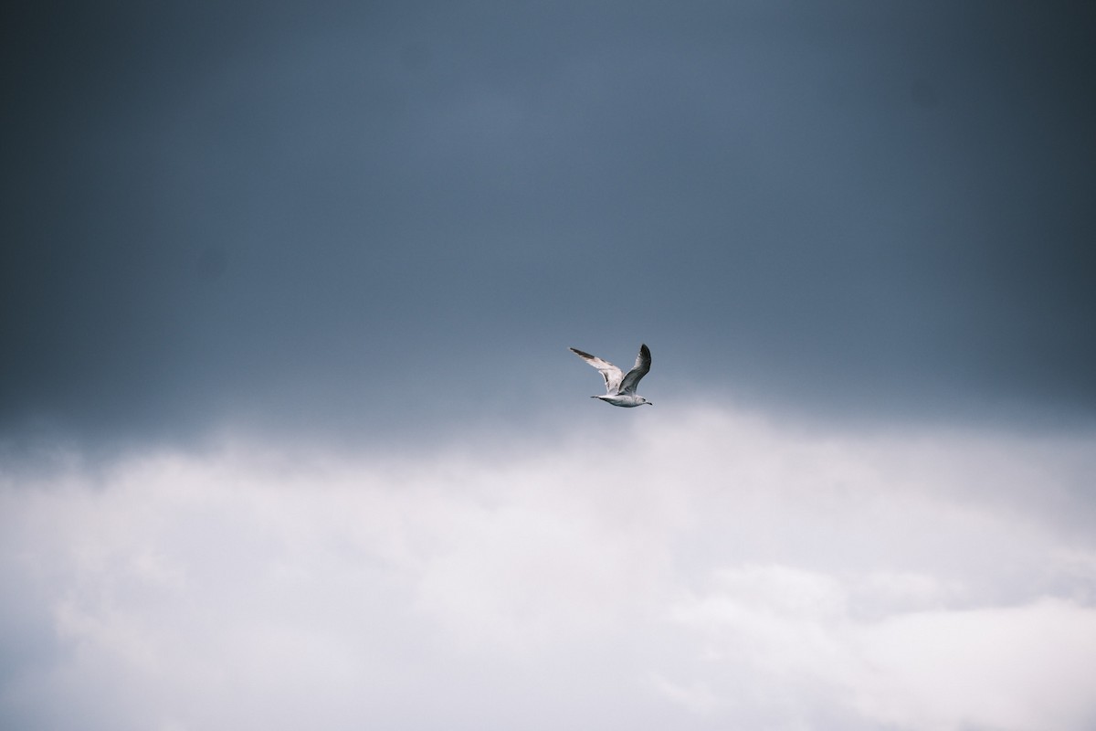 gull sp. - ML442270151