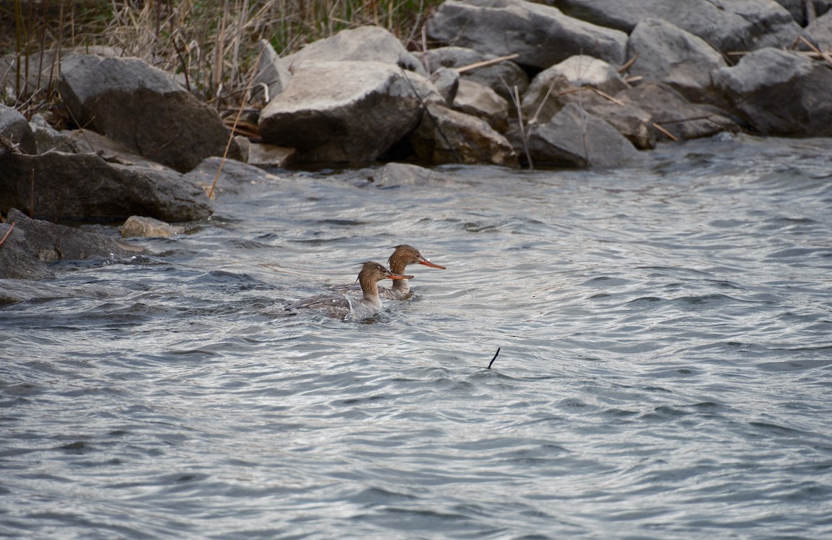 Red-breasted Merganser - Kelsey Zimmerman