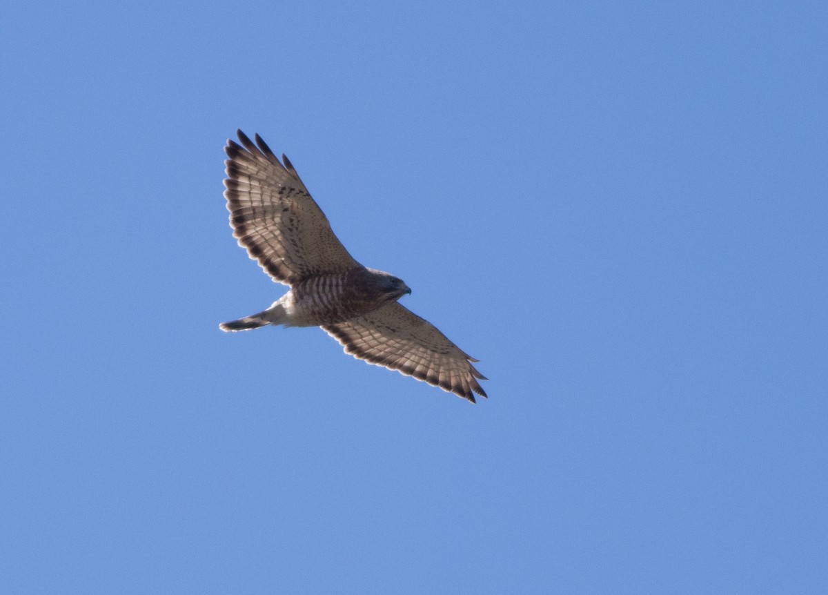 Broad-winged Hawk - Logan Baldwin