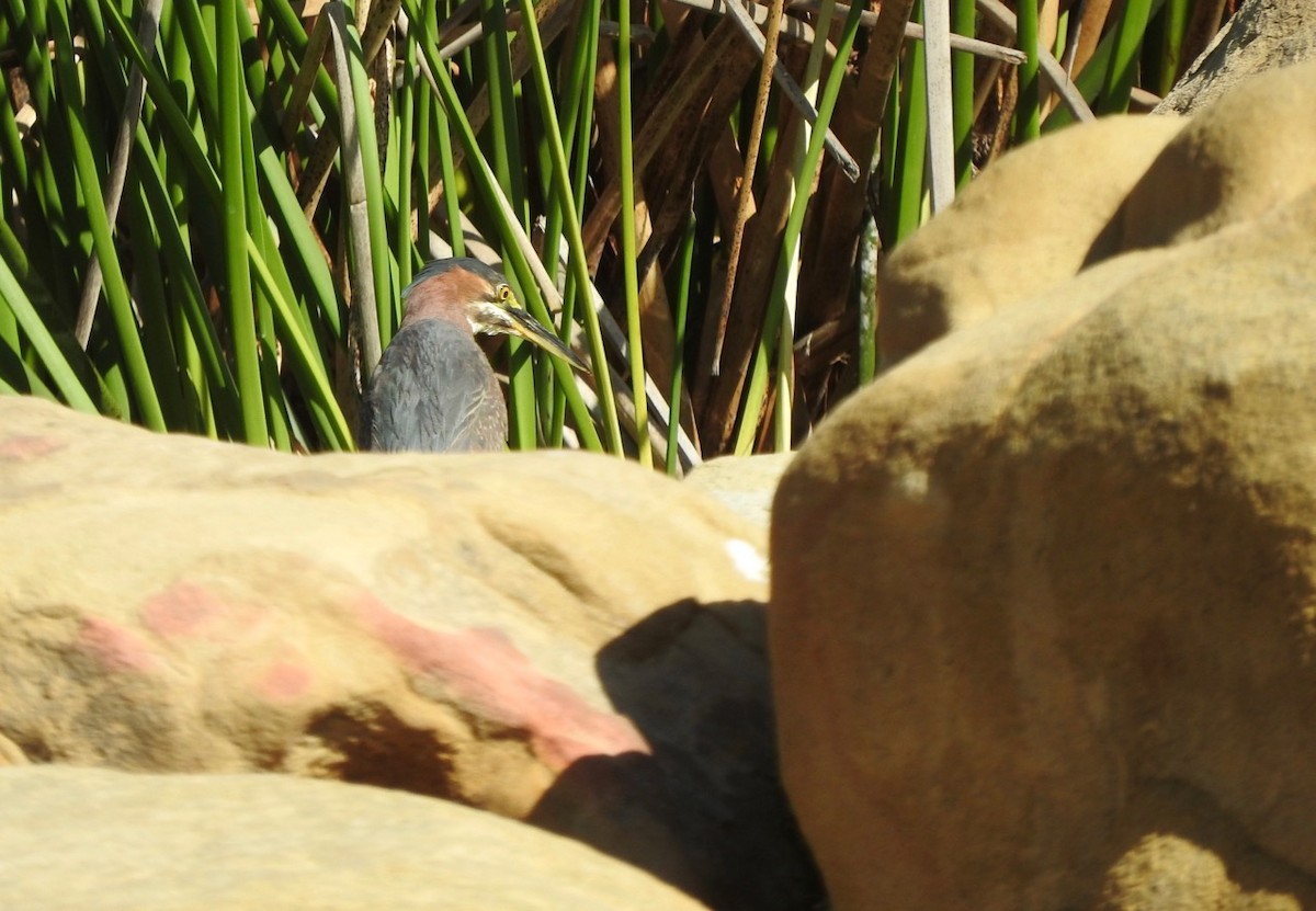 Green Heron - ML442271351