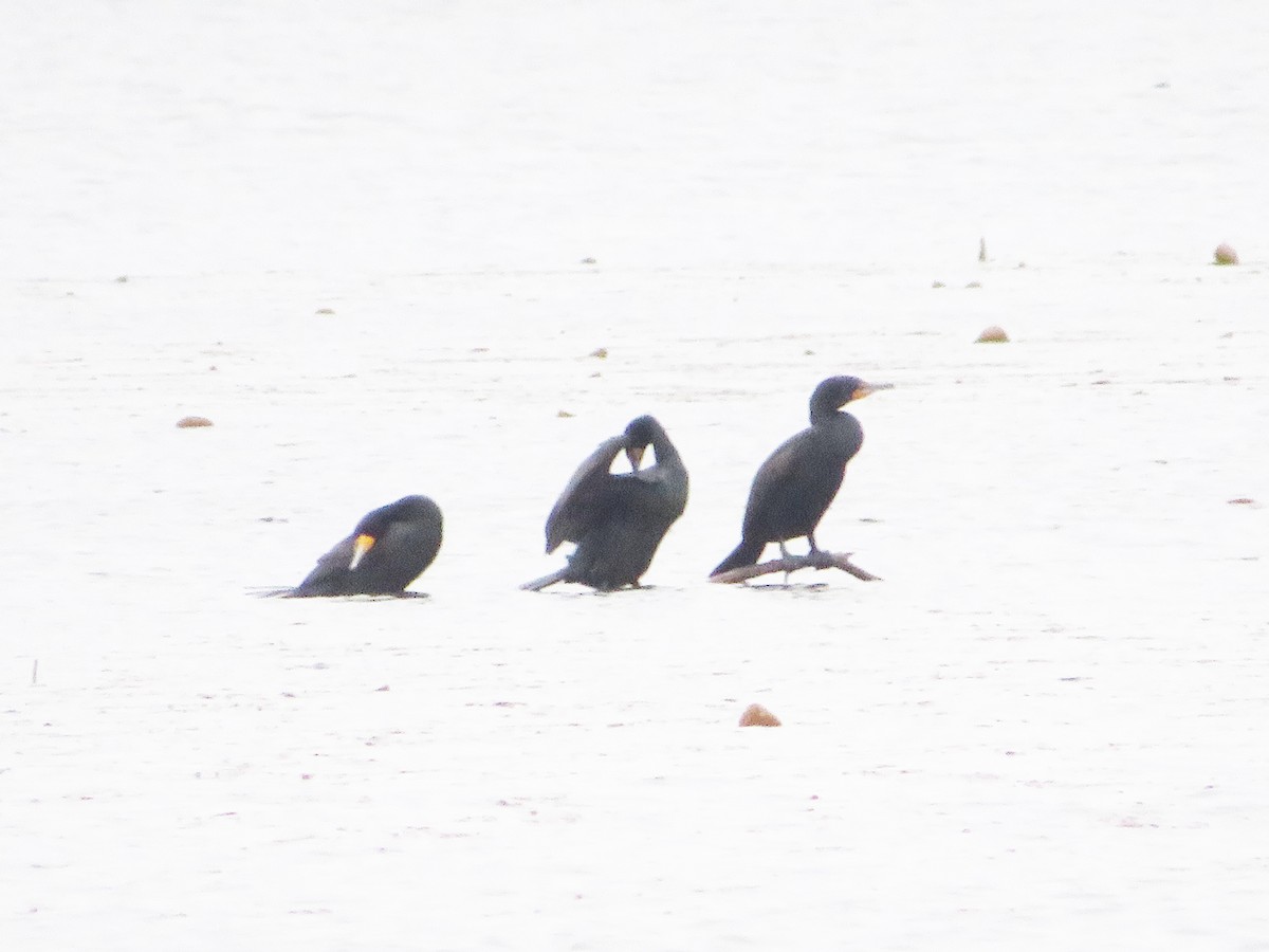 Double-crested Cormorant - ML442273081