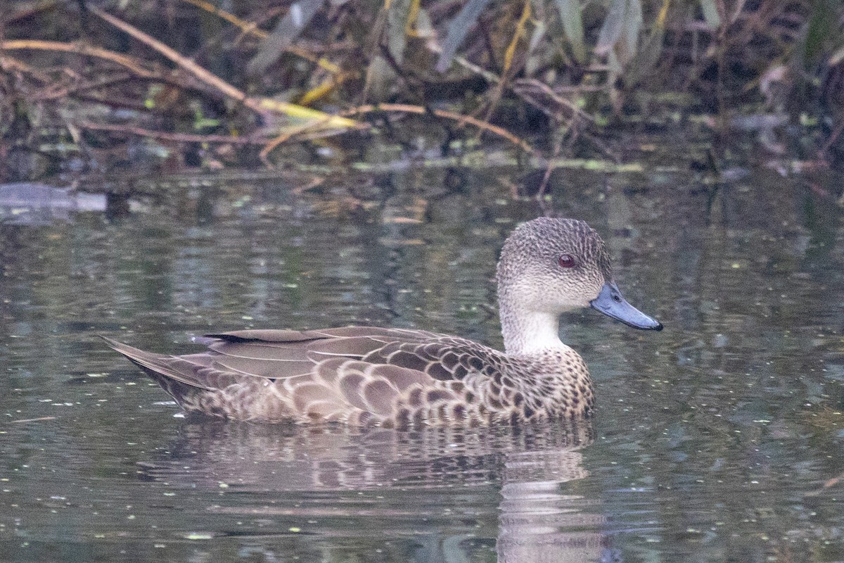 Gray Teal - ML442273121
