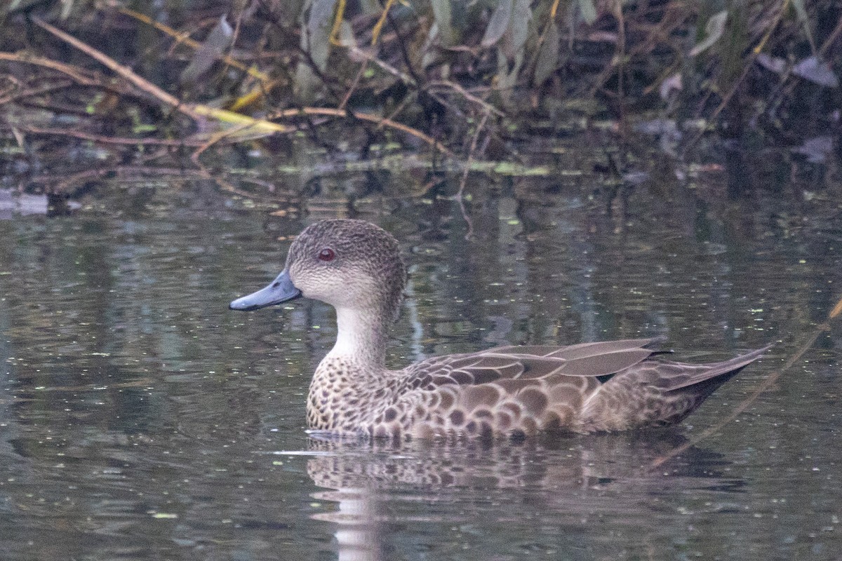Gray Teal - ML442273131