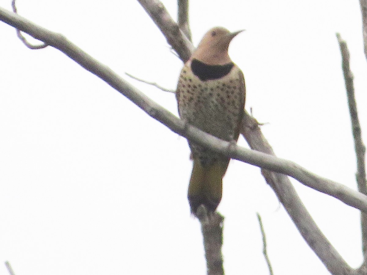 Northern Flicker - ML442273281