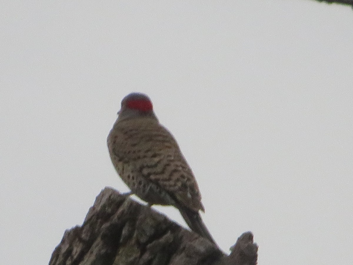 Northern Flicker - ML442273301