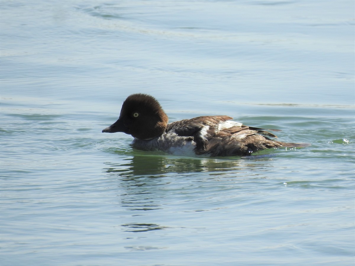 Common Goldeneye - ML442273441