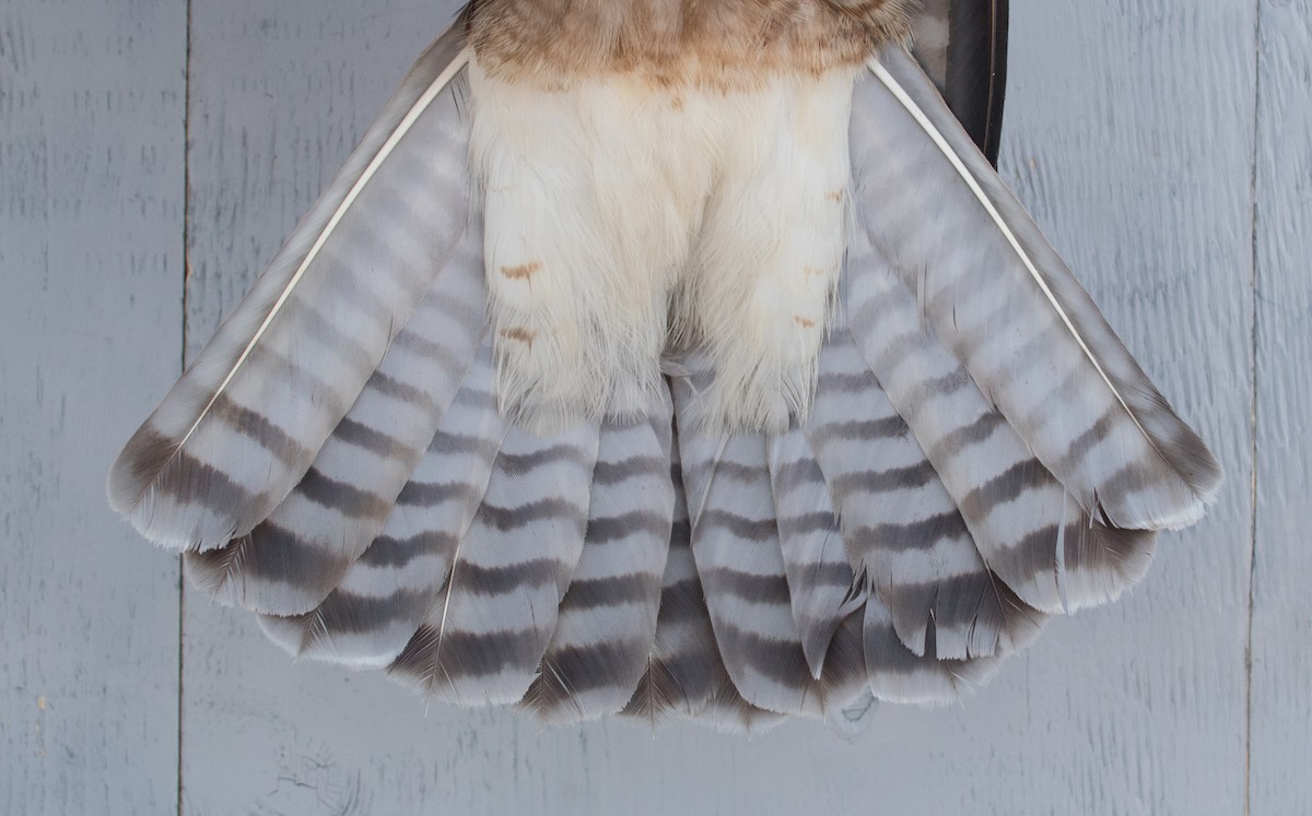 Swainson's Hawk - ML442273871