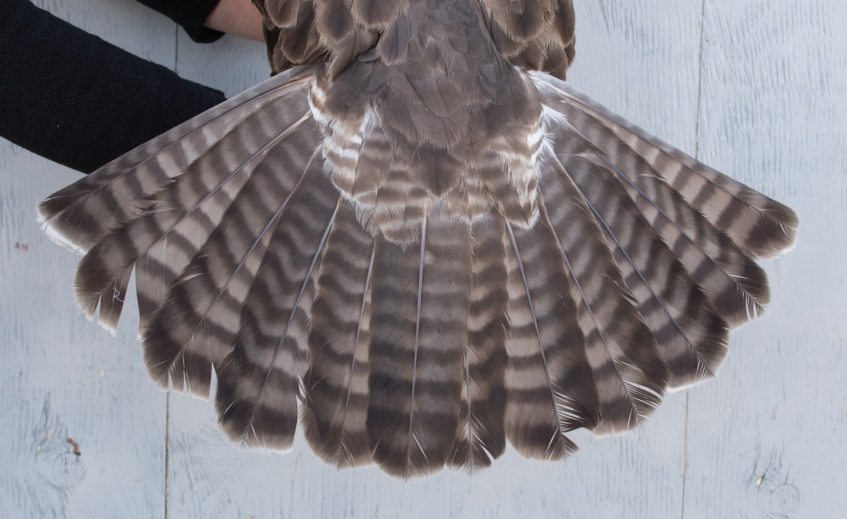 Swainson's Hawk - ML442273931