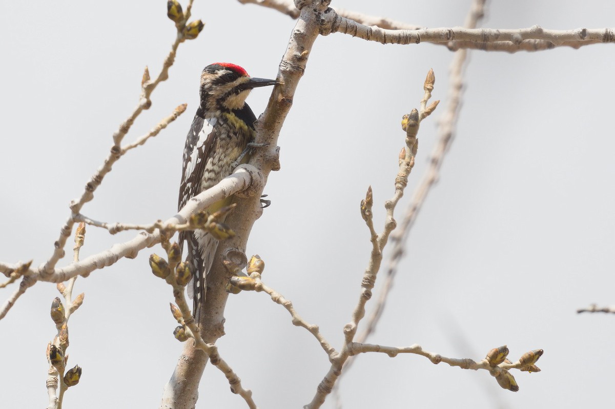 Yellow-bellied Sapsucker - ML442277241