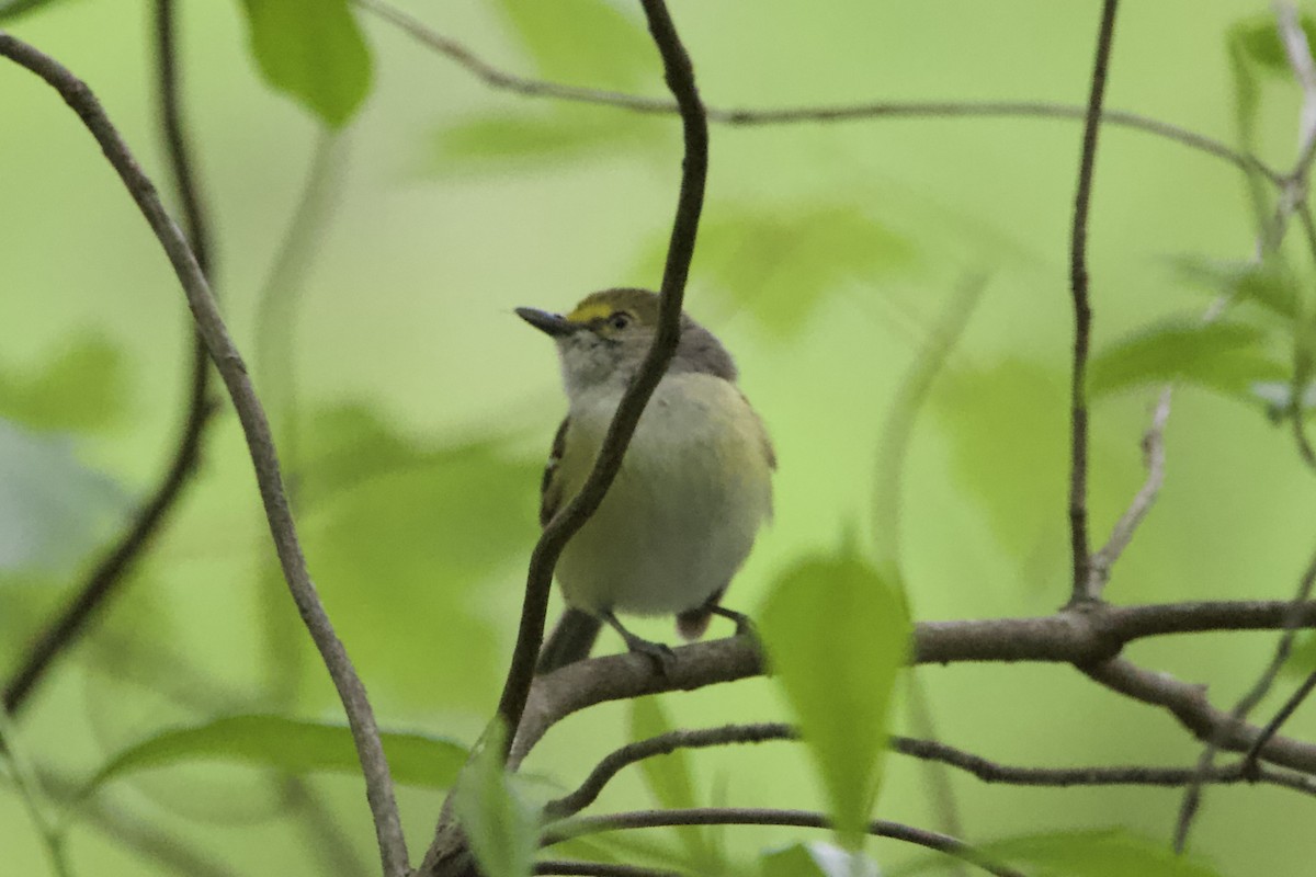 Vireo Ojiblanco - ML442277611