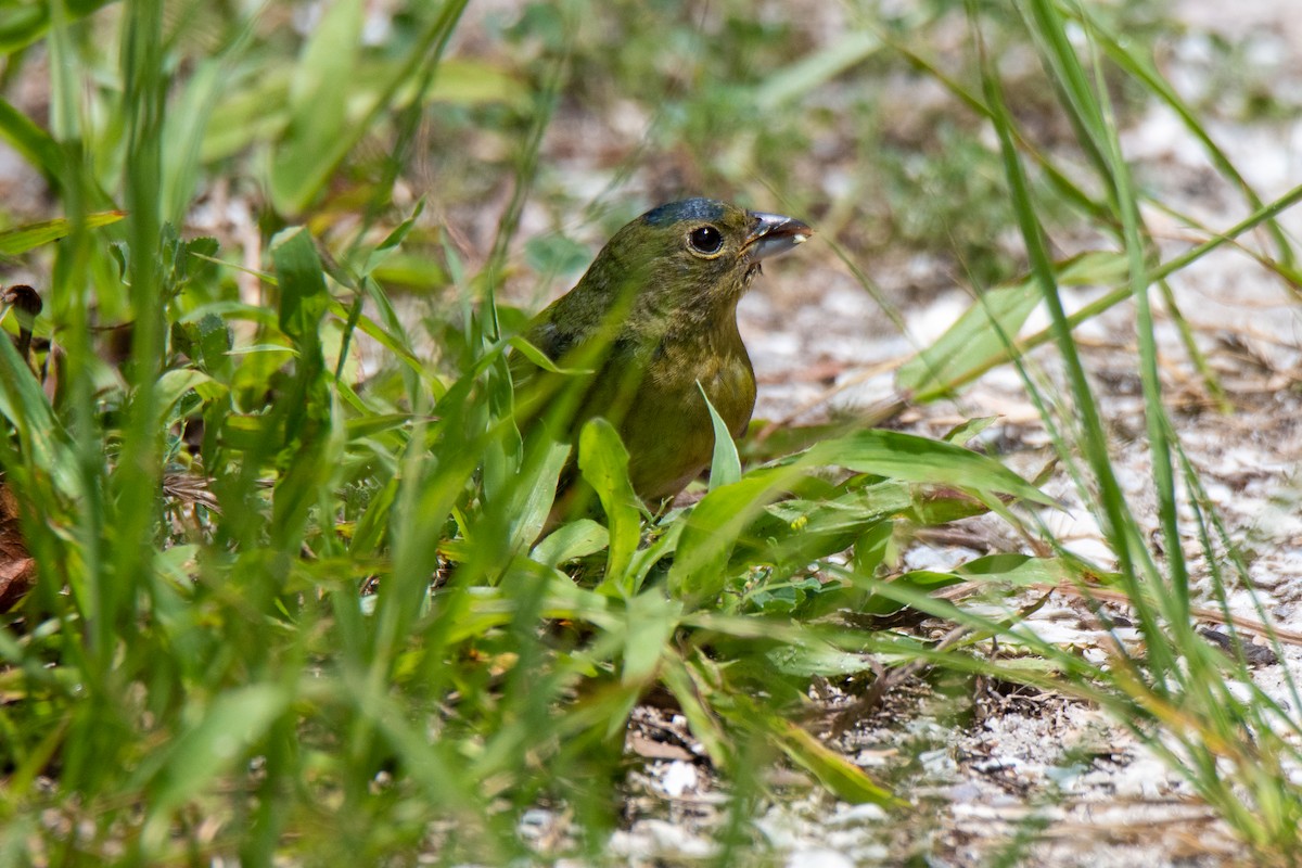 Passerin nonpareil - ML442278821