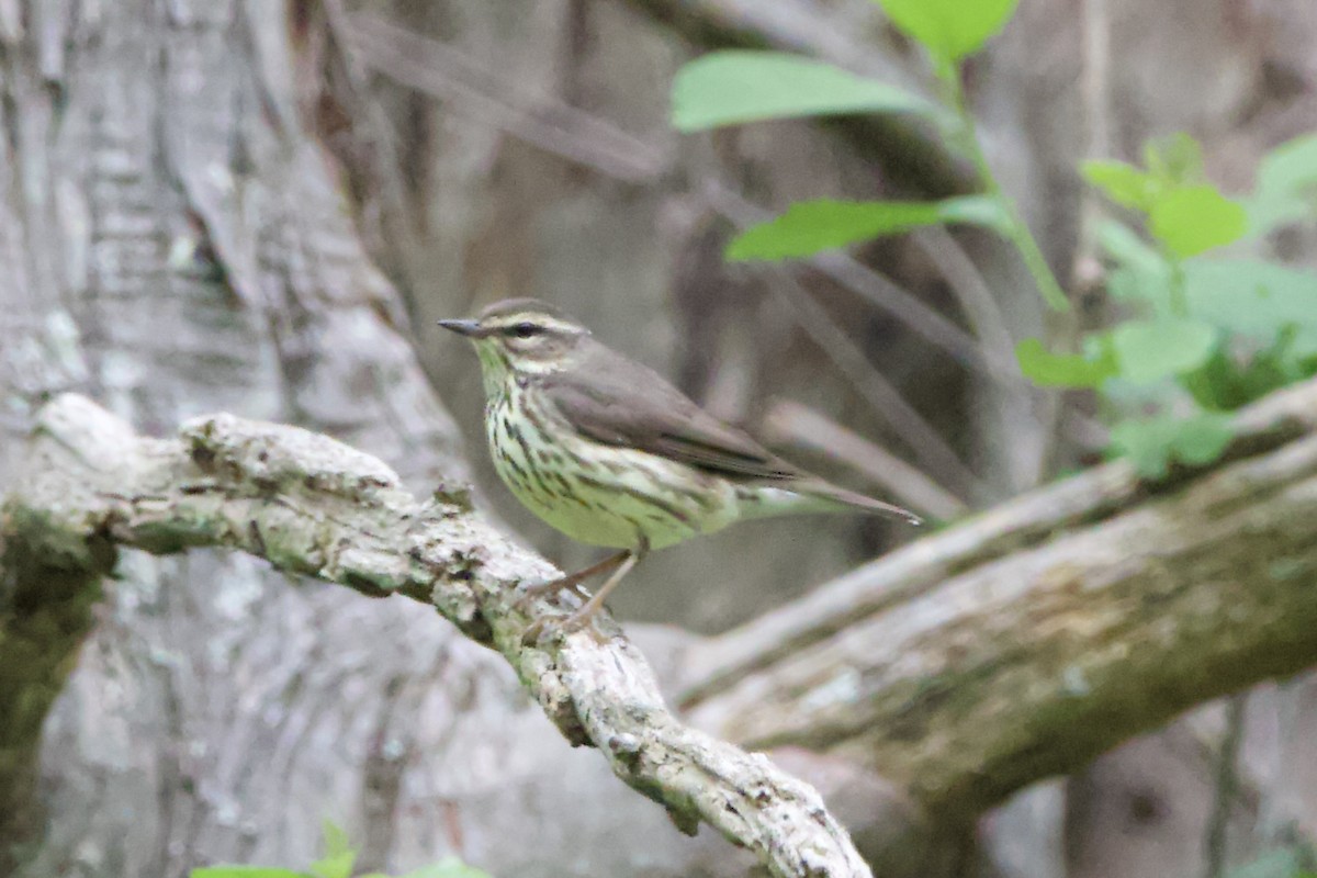 Northern Waterthrush - Adam Prince