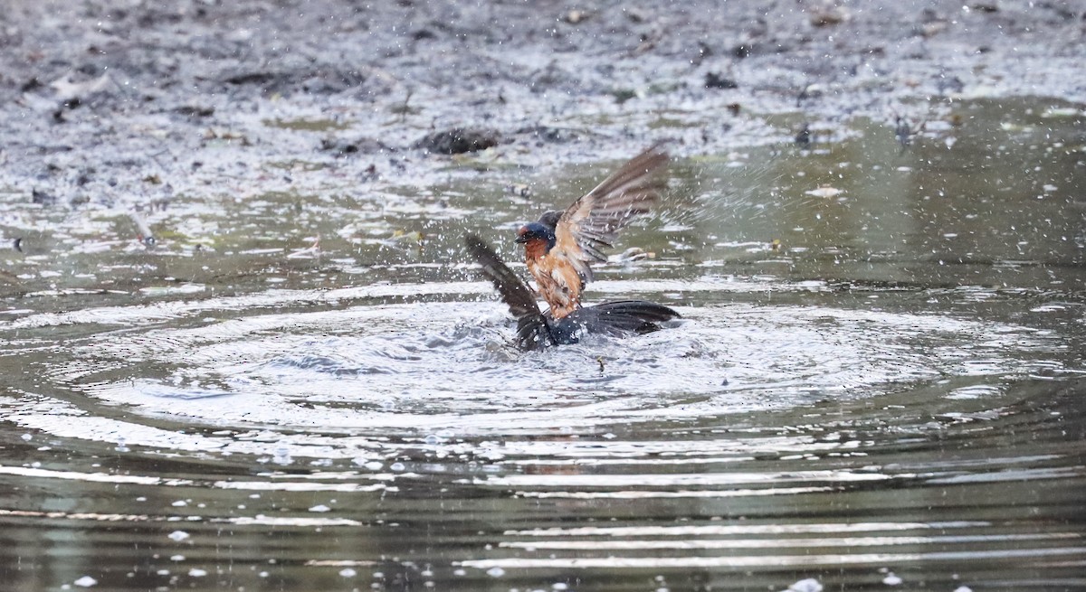 Barn Swallow - Stefan Mutchnick