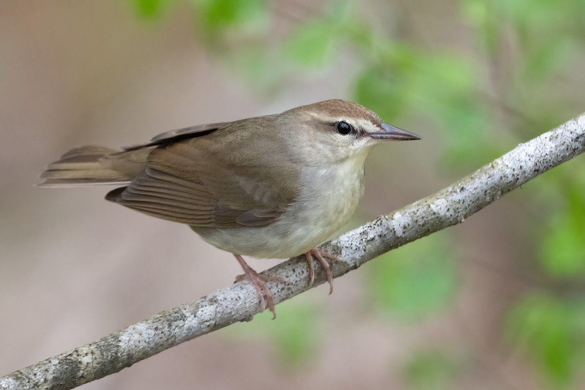 Swainson's Warbler - ML442283851