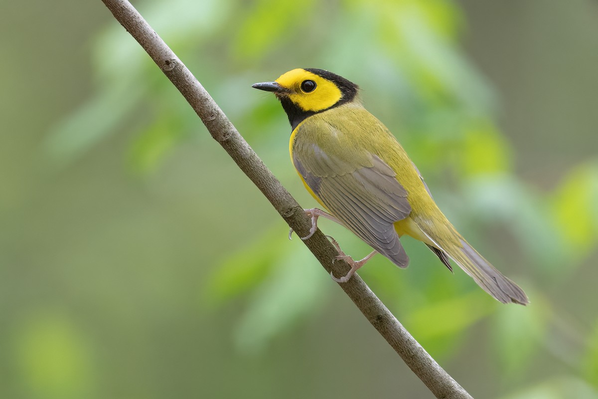 Hooded Warbler - ML442284051