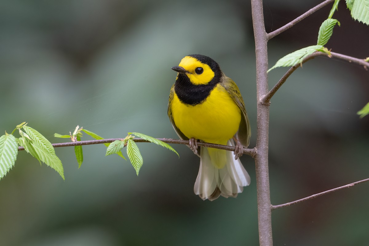 Hooded Warbler - ML442284071