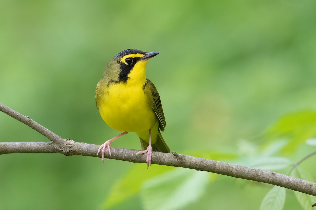 Kentucky Warbler - ML442284241