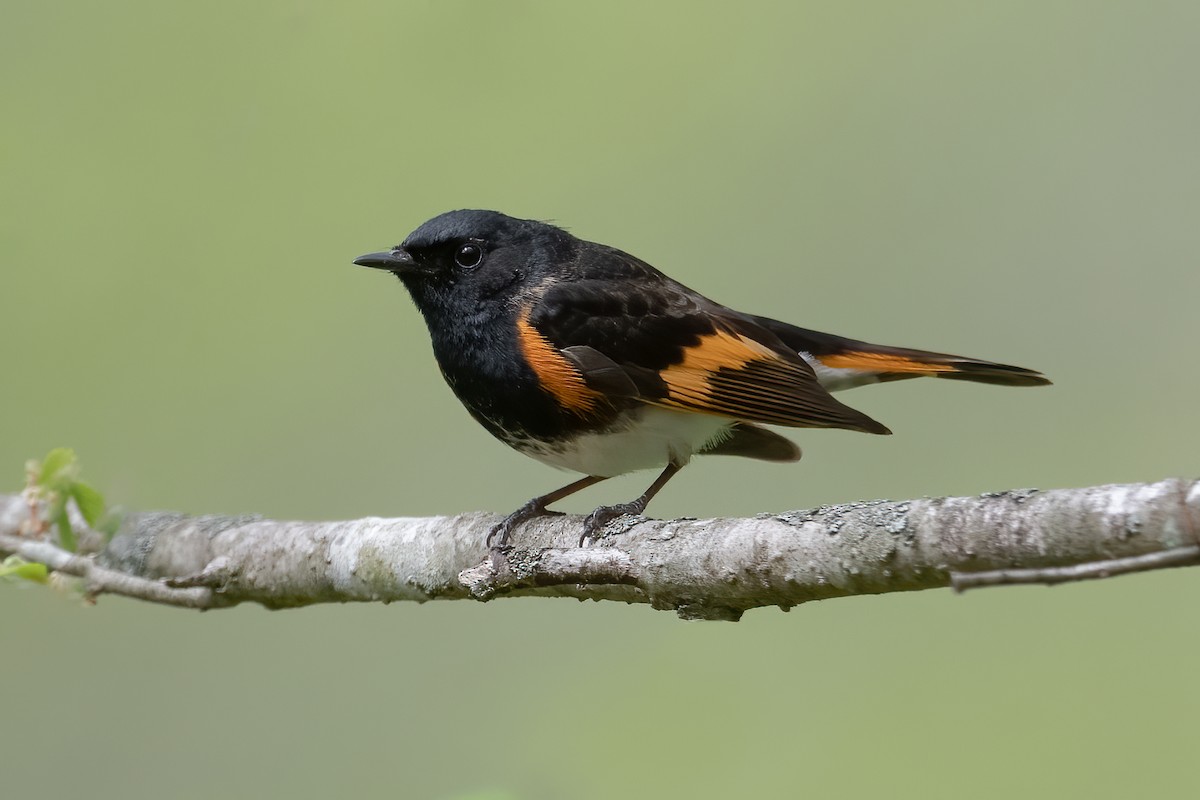 American Redstart - ML442284281