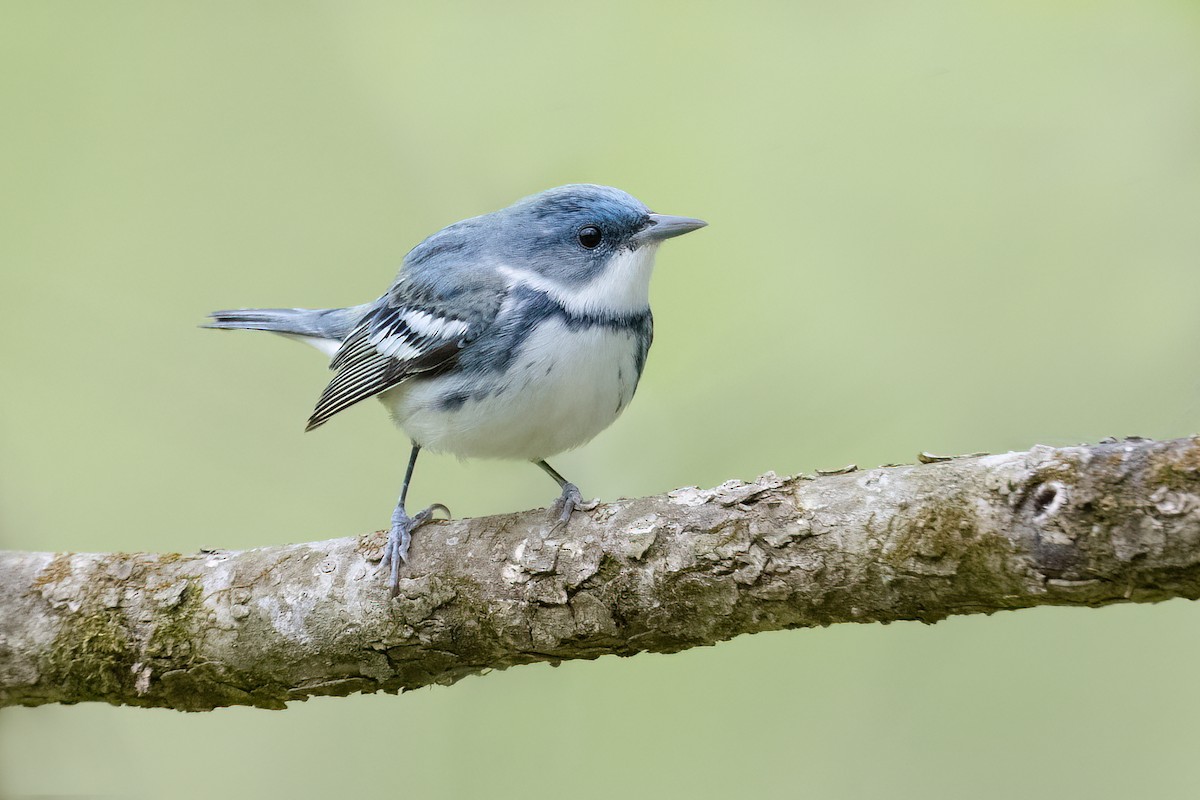 Cerulean Warbler - ML442284331