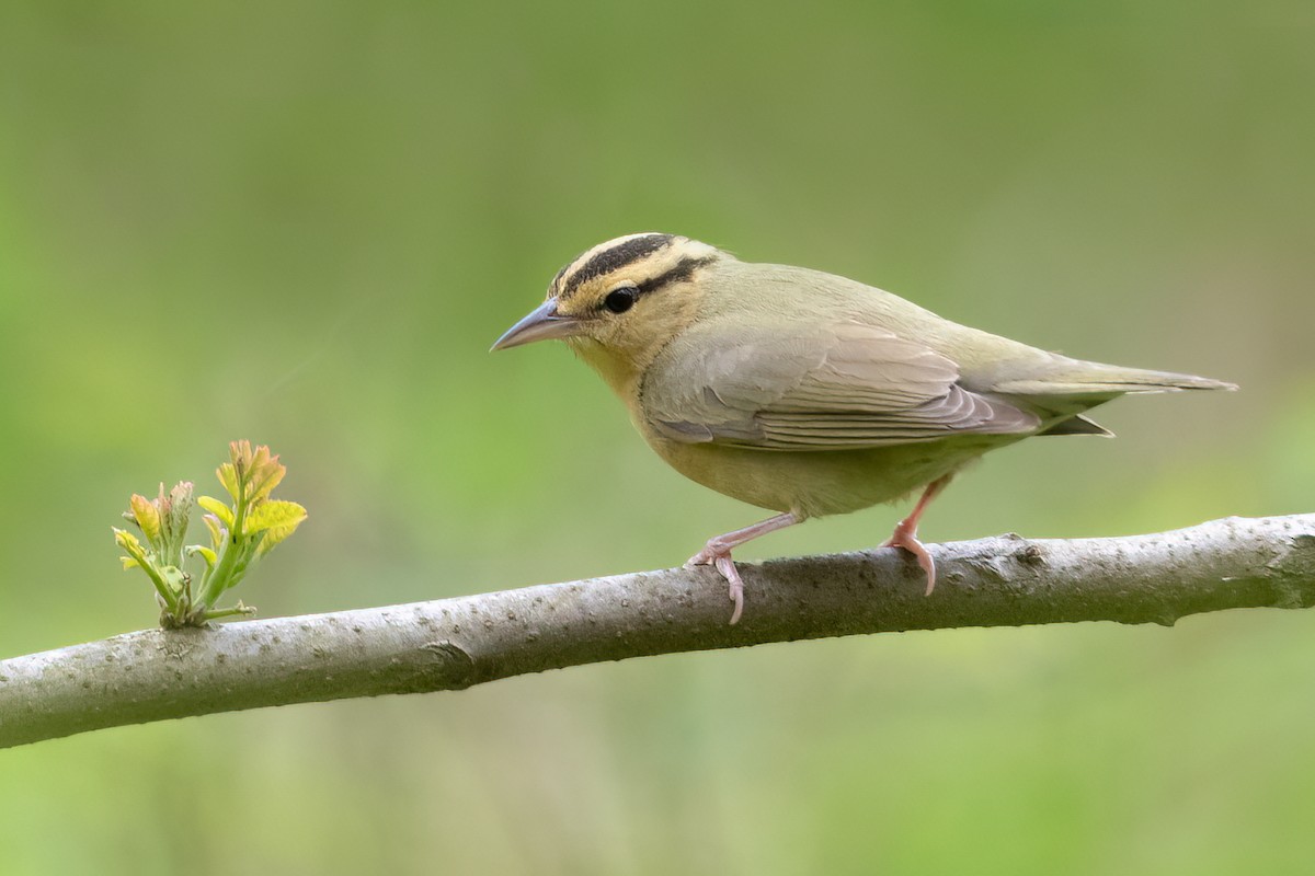 Worm-eating Warbler - ML442284501