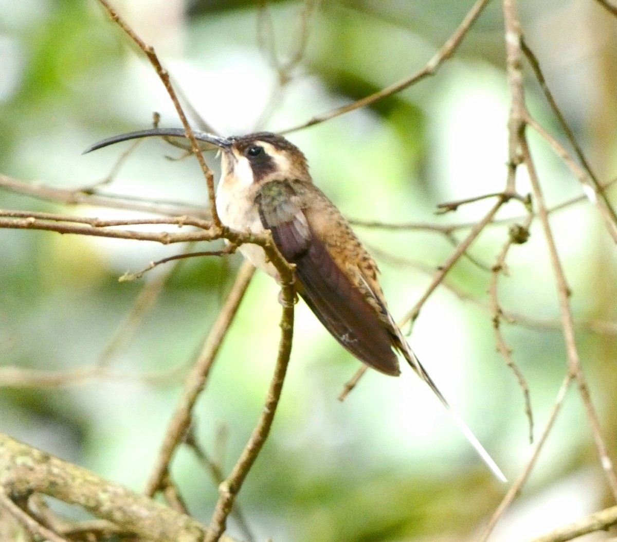 Long-billed Hermit - ML442284731