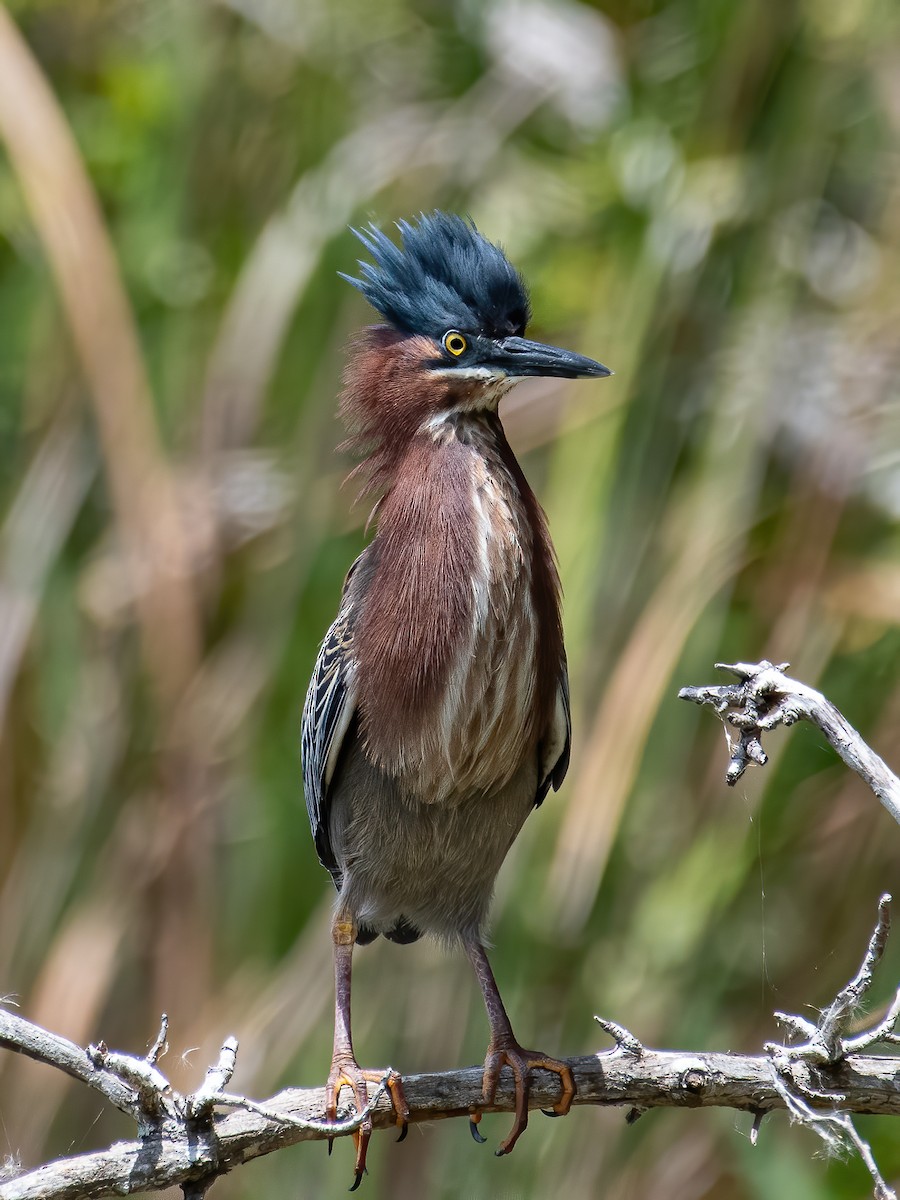 Green Heron - ML442284881