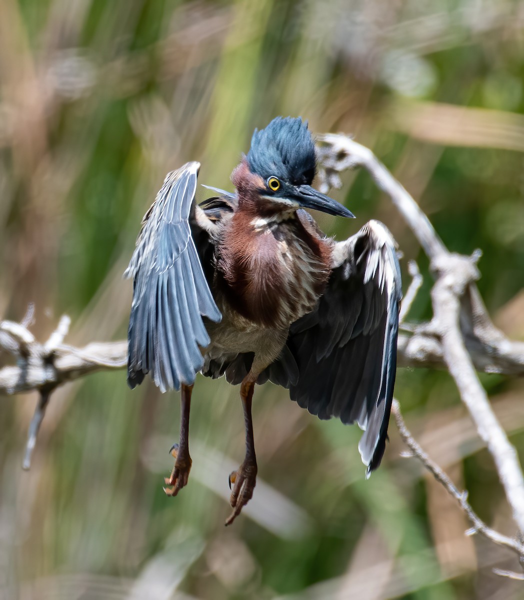 Green Heron - ML442284901