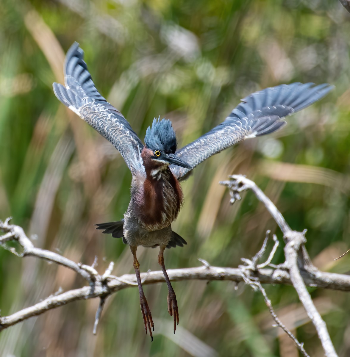 Green Heron - ML442284931
